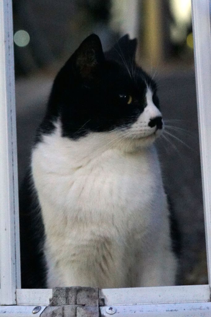 12月12日・朝のご近所猫②