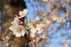 やはりこの時期は桜を撮ります。②