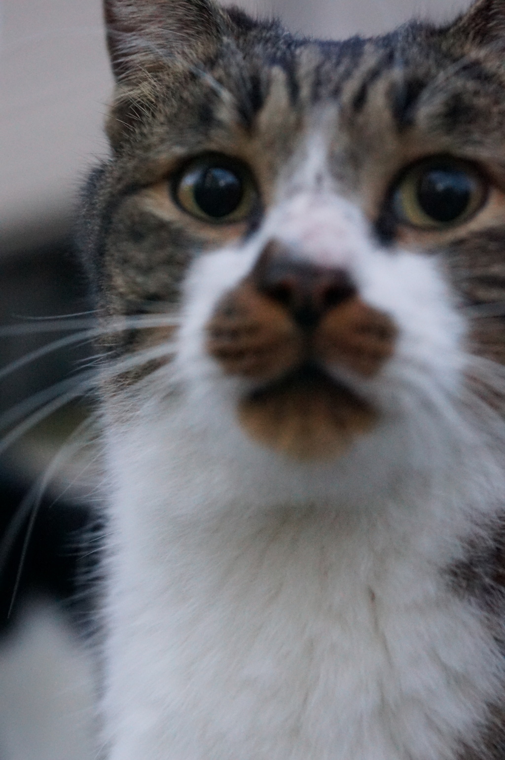 11月14日・朝のご近所猫①