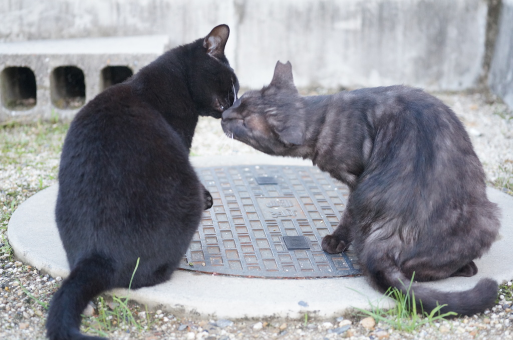 10月26日、朝のご近所猫 ①