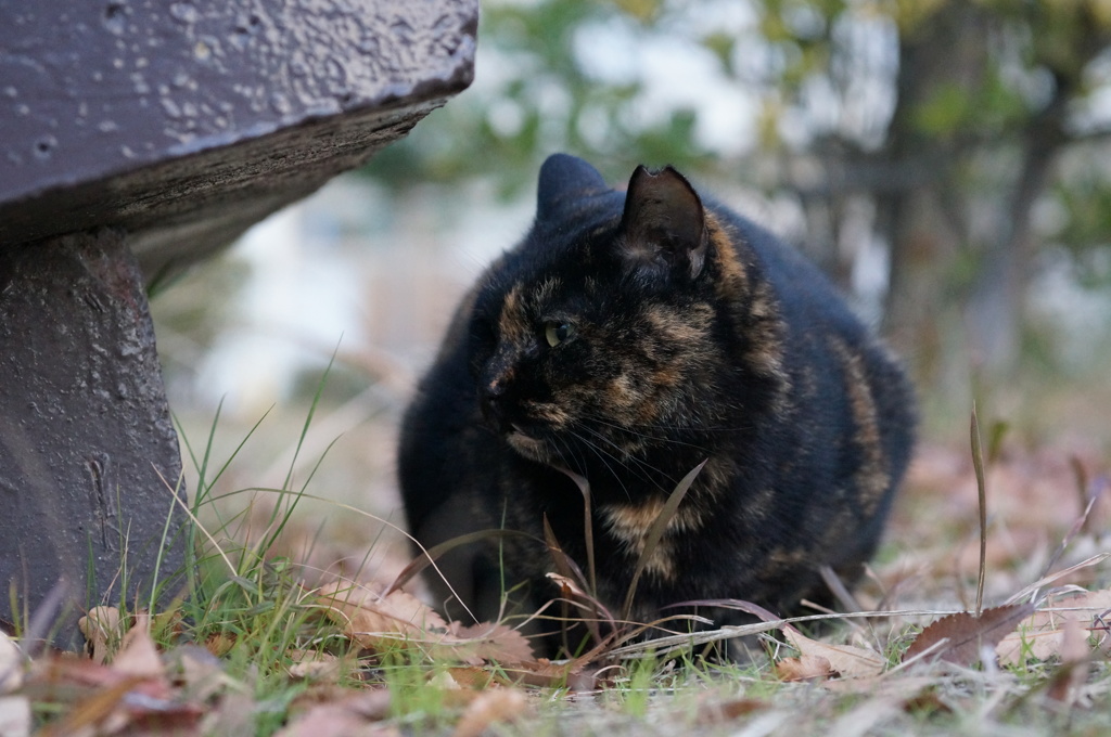 12月15日・朝のご近所猫②