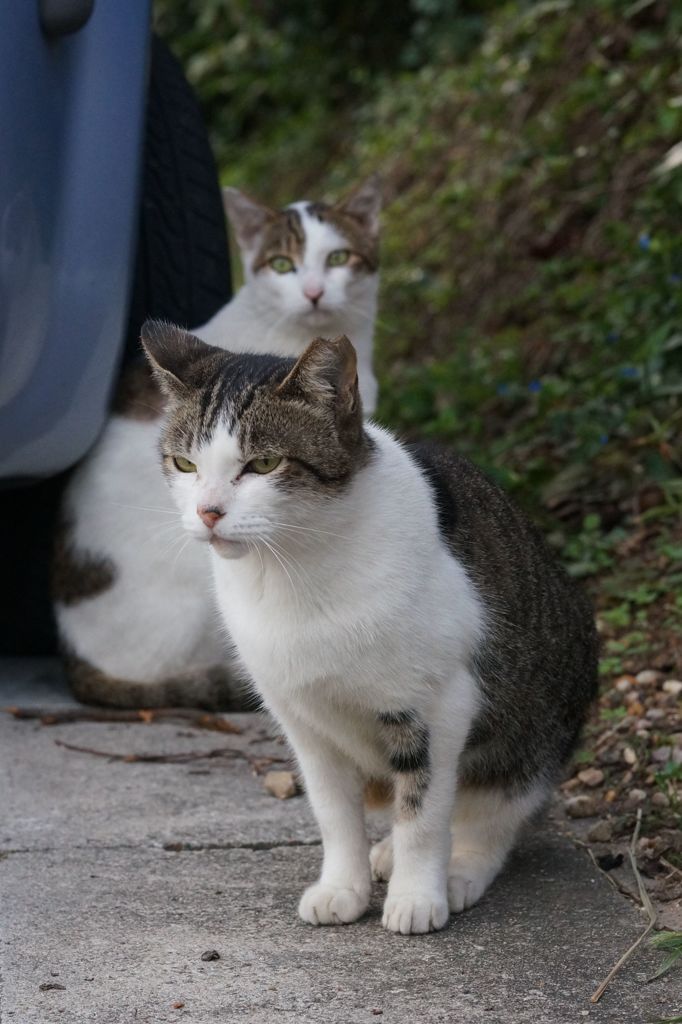 朝、逢った猫達 9月22日 (3)