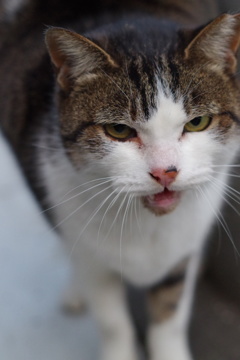 12月23日・朝のご近所猫②