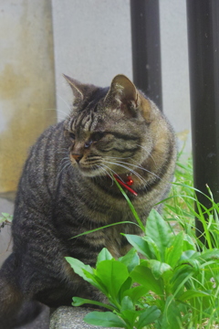 朝逢った猫 6月24日 (2)