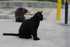 11月4日・朝のご近所猫②