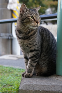 10月11日、朝のご近所猫 ⑤