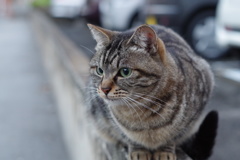 12月16日・朝のご近所猫①