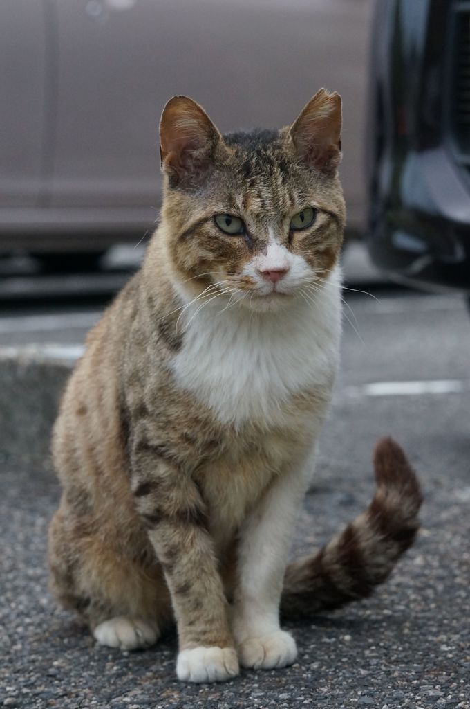 2018年 ご近所猫_249