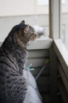 10月9日朝のご近所猫 ③