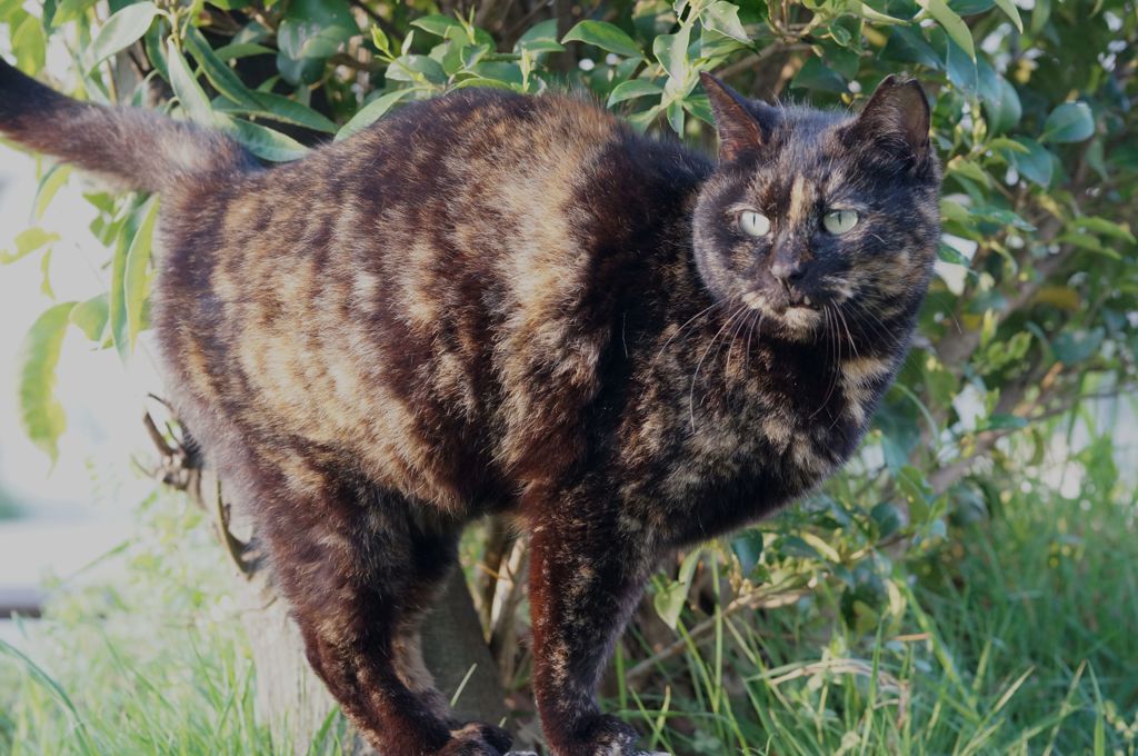 2018年 ご近所猫_141