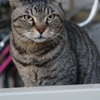 2018年 ご近所猫_123