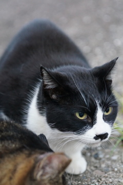 10月31日、朝のご近所猫 ①