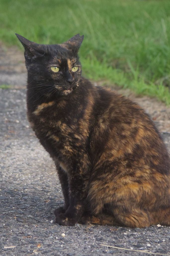朝、逢った猫 7月2日