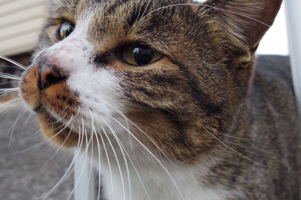 12月6日・朝のご近所猫②
