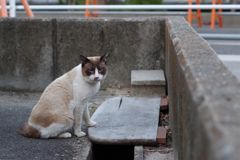 12月16日・朝のご近所猫②