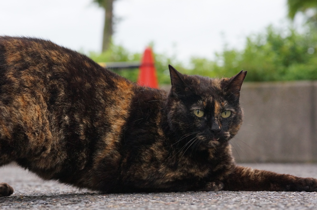 2018年 ご近所猫_185