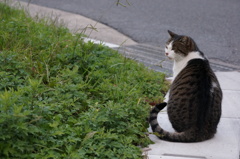 11月22日・朝のご近所猫③