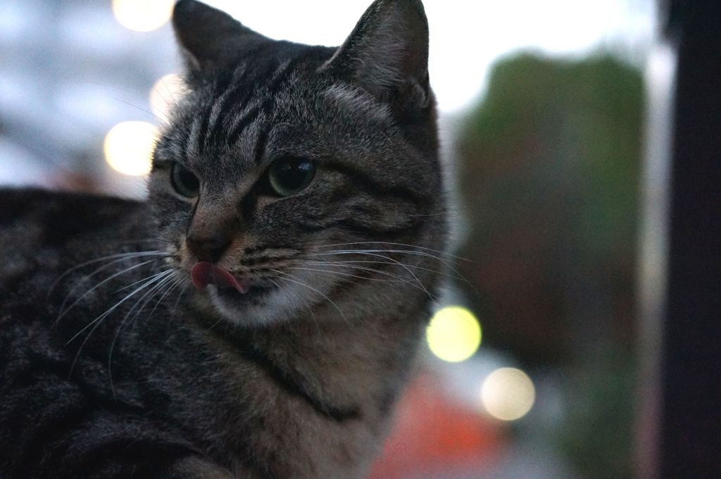 11月13日・朝のご近所猫②