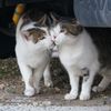 朝、逢った猫達 9月29日