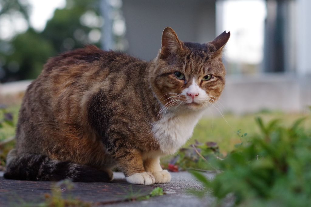 12月30日・朝のご近所猫②