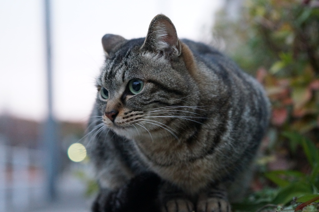2018 ご近所猫_006