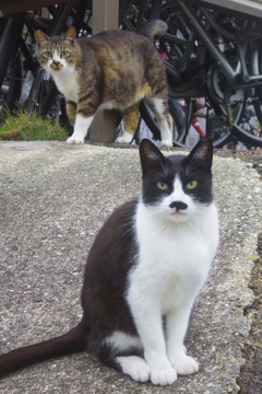 朝逢った猫 6月24日 (1)
