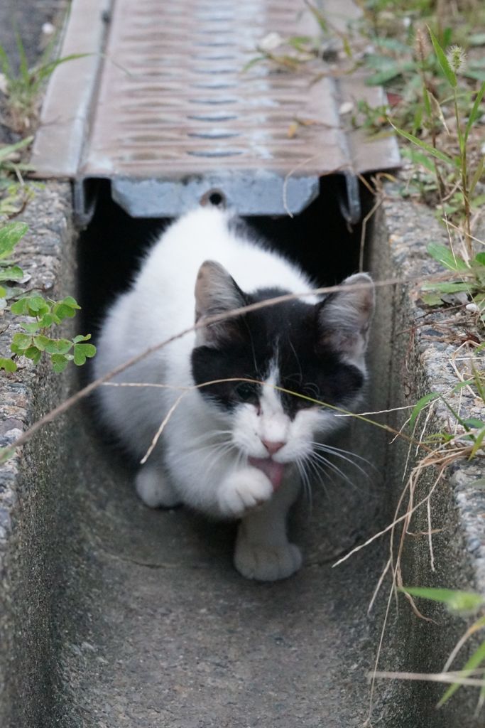 10月4日、朝のご近所猫②