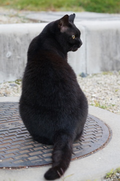 11月29日・朝のご近所猫⑤