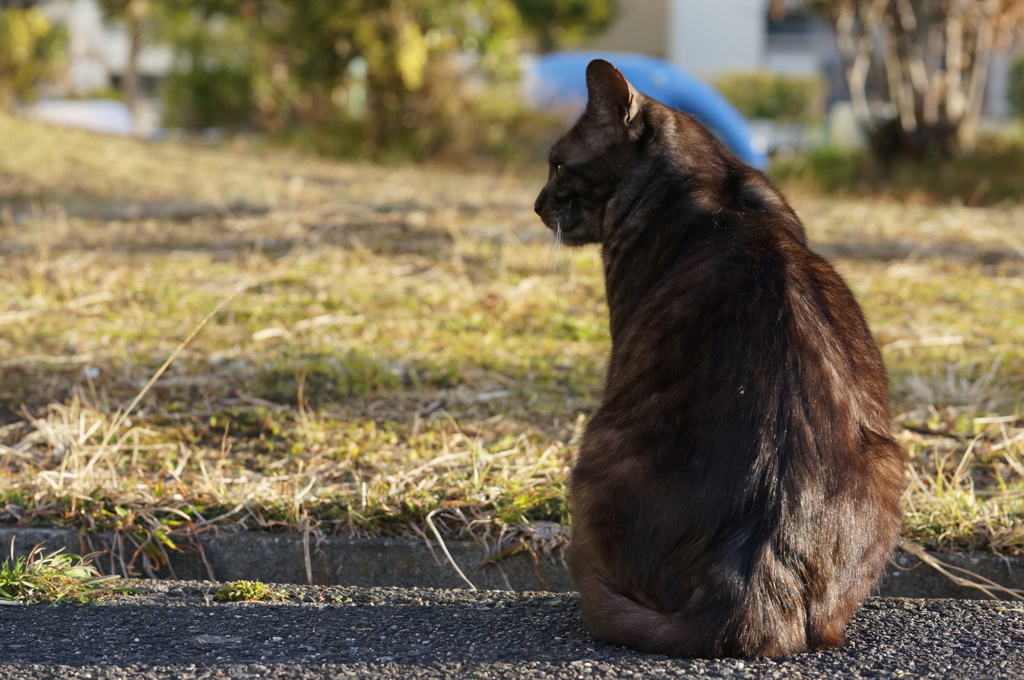 2018 ご近所猫_086