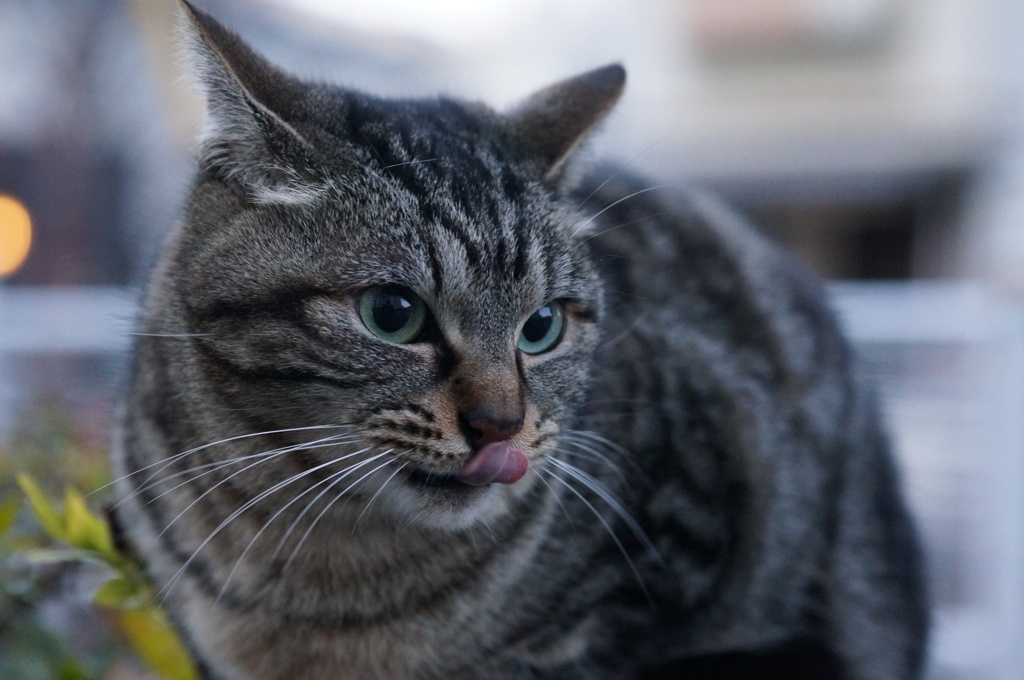2018 ご近所猫_014