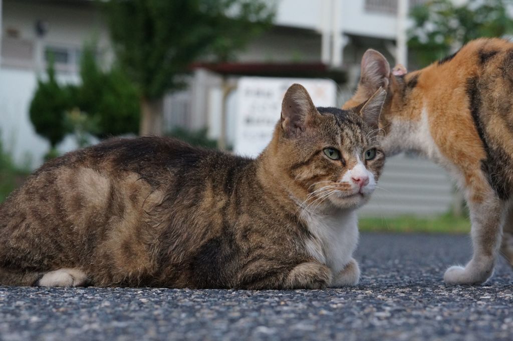 朝、逢った猫達 9月11日