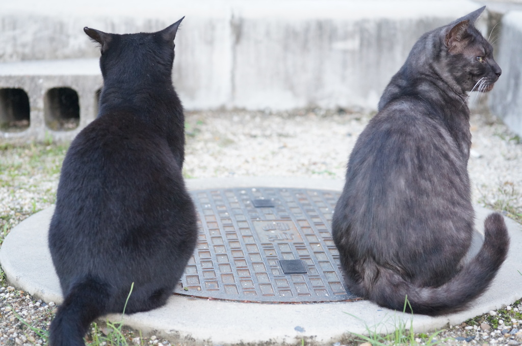 10月26日、朝のご近所猫 ②