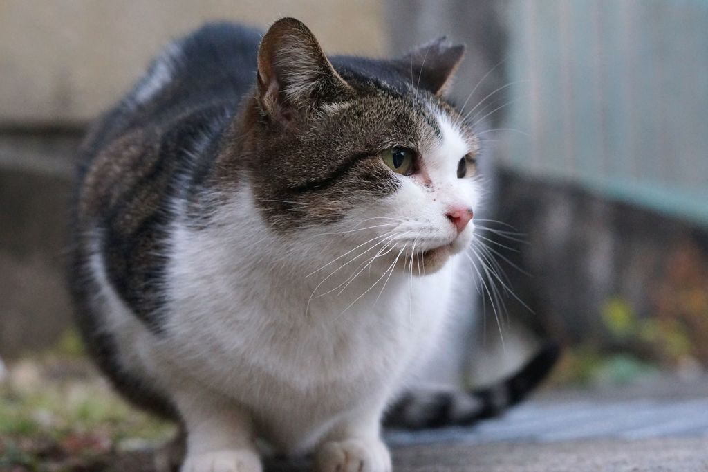 12月28日・朝のご近所猫⑤