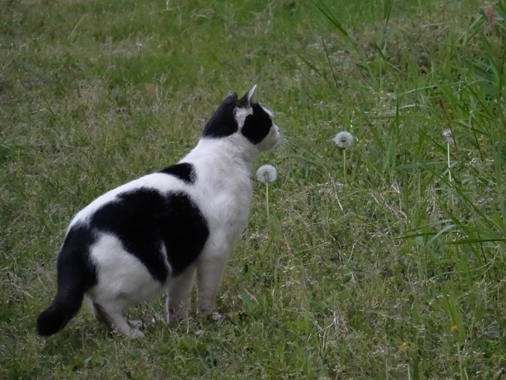 待つ猫