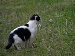 待つ猫