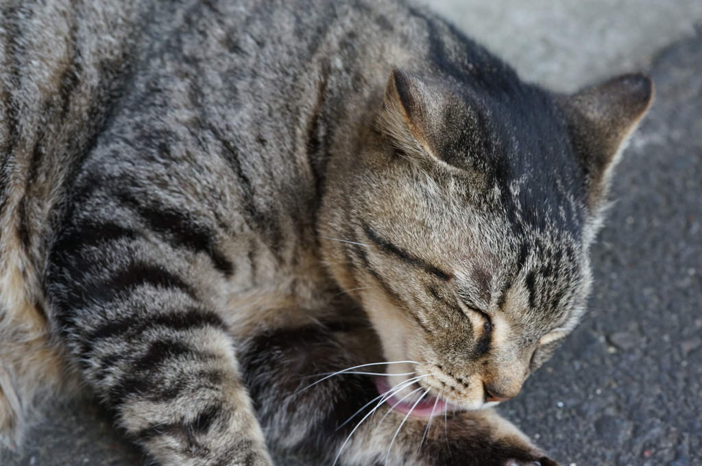 2018年 ご近所猫_115