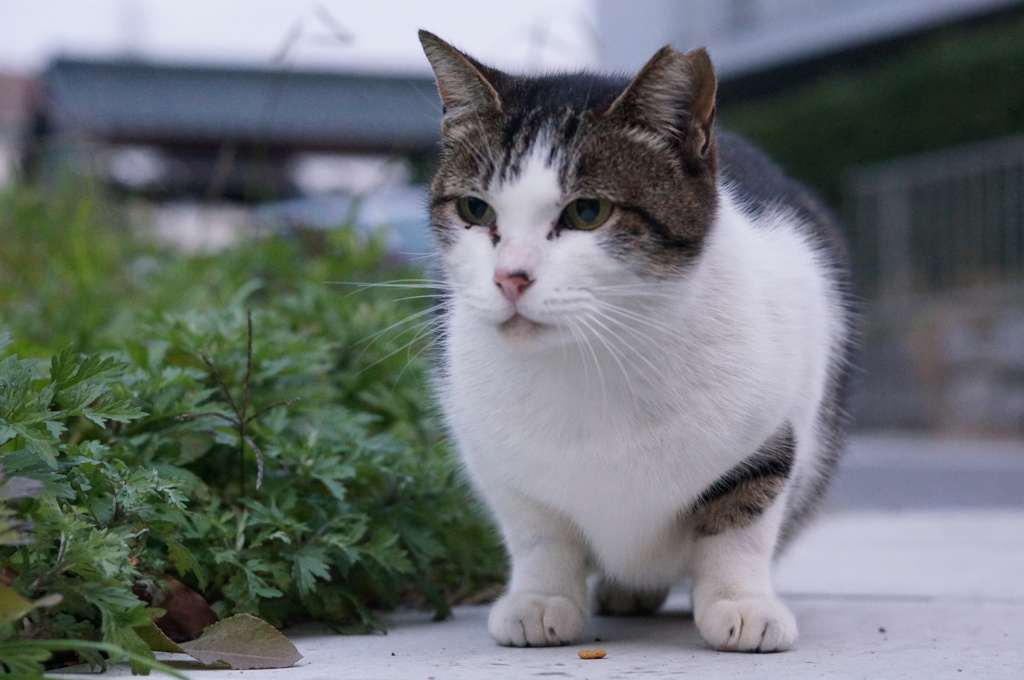 11月30日・朝のご近所猫③