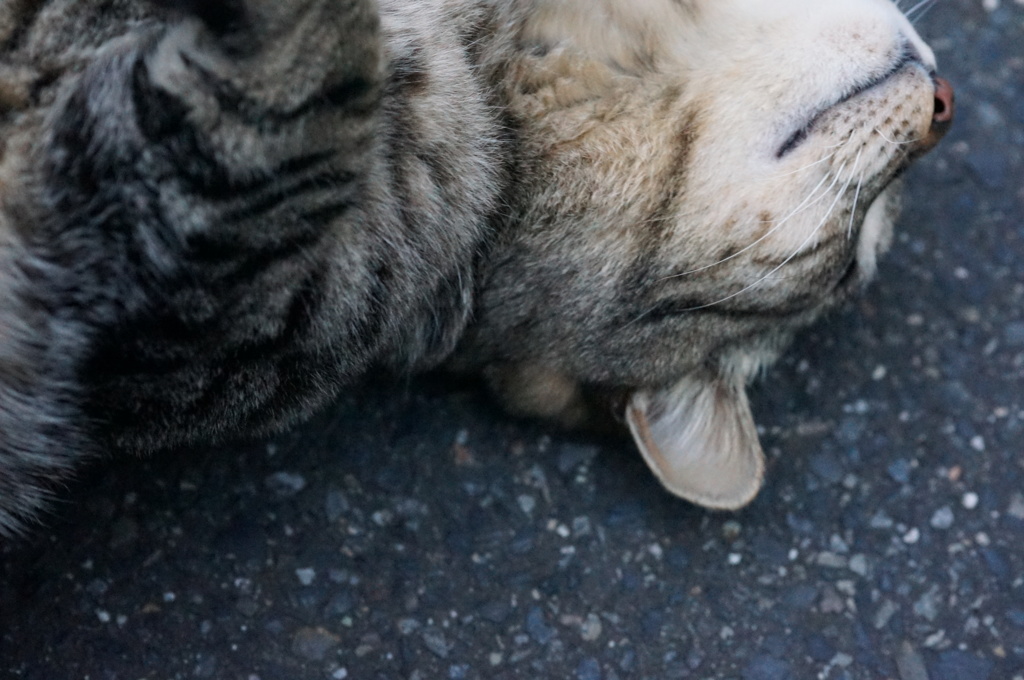 2018 ご近所猫_075