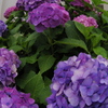 03で紫陽花を (2)