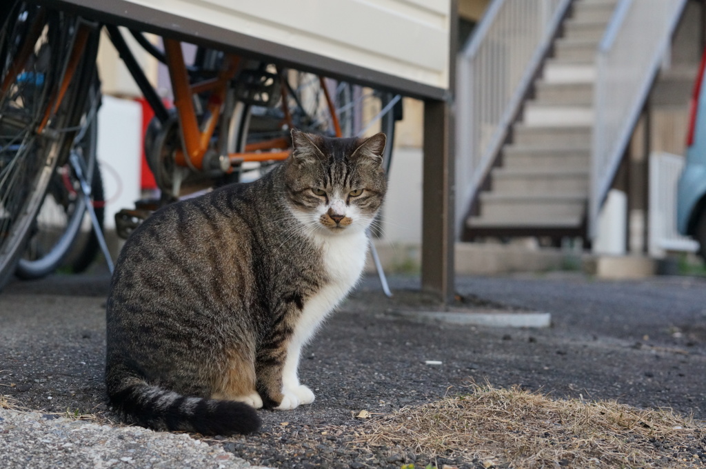 2018 ご近所猫_102