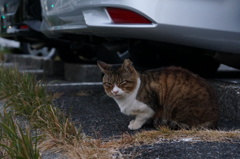 11月29日・朝のご近所猫③