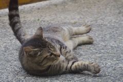 朝逢った猫 6月22日