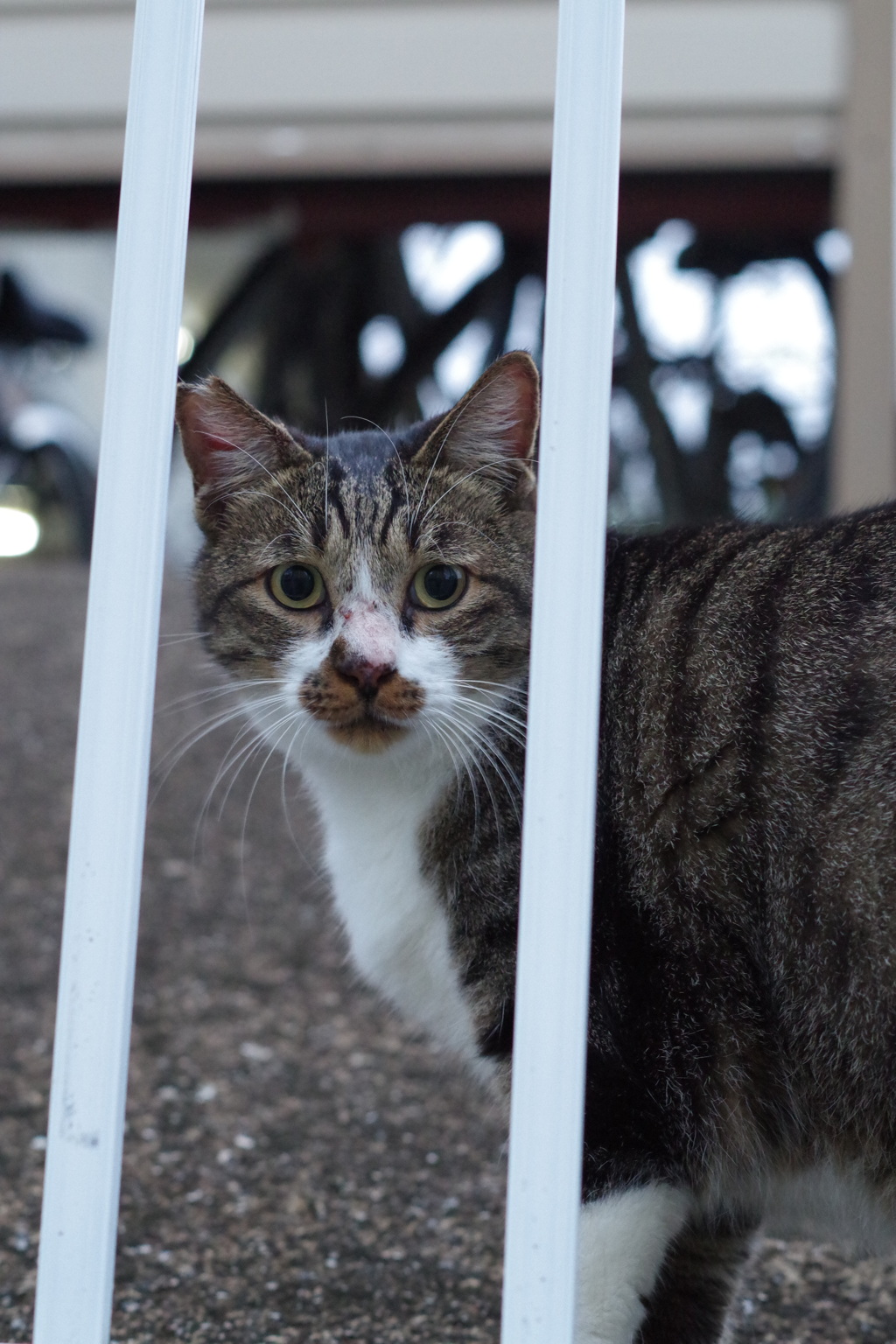 朝、逢った猫 9月23日