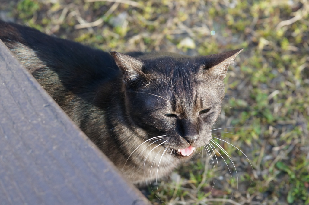 2018 ご近所猫_085
