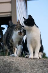 朝、逢った猫 7月20日 （1）