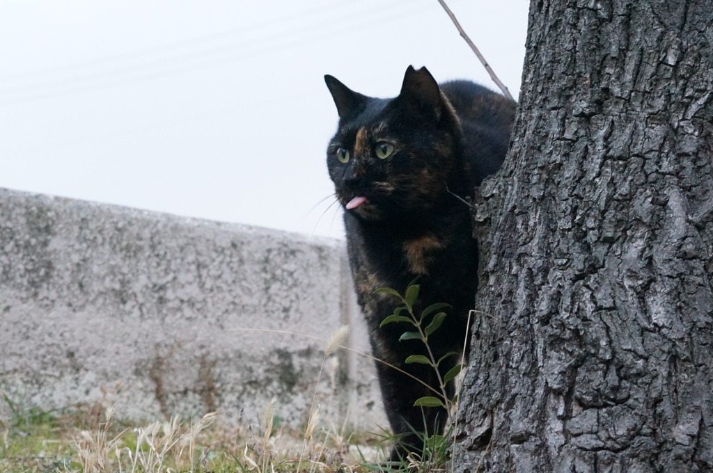 2018 ご近所猫_068