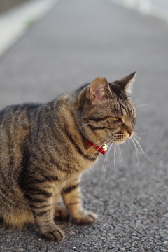 朝、逢った猫 7月8日