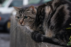 10月10日、朝のご近所猫 ①