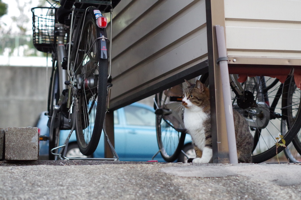 12月9日・朝のご近所猫