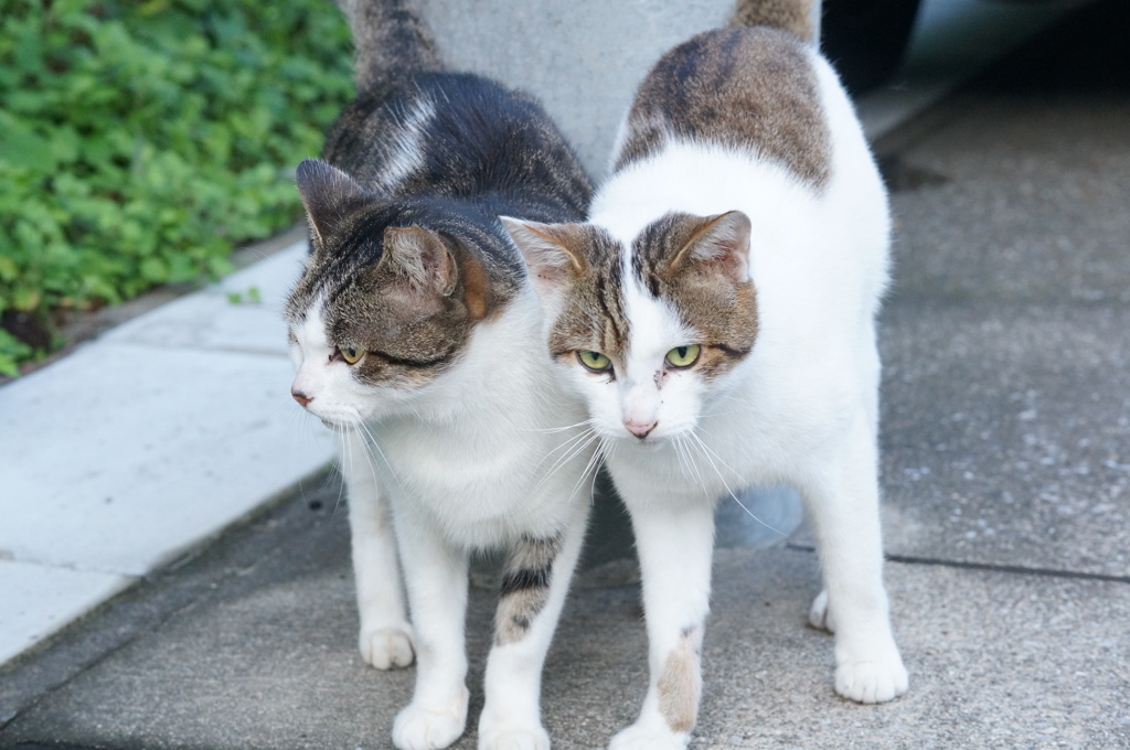 10月26日、朝のご近所猫 ③